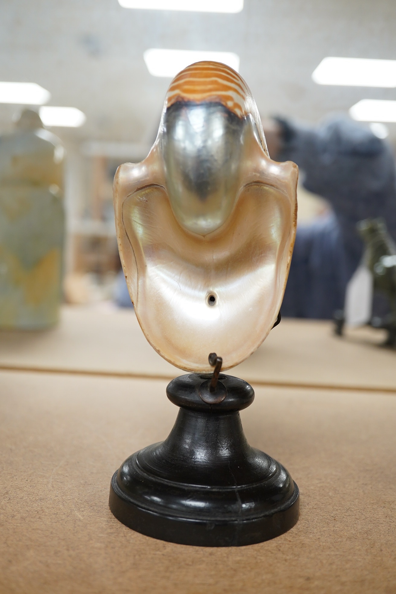 A natural history interest nautilus shell specimen, raised on turned wood stand, 19cm high. Condition - Good